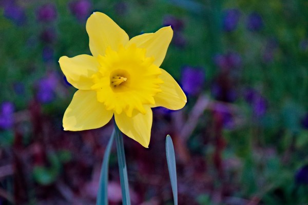 daffodil 4945417 1920